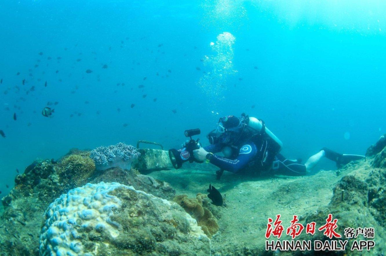 逃离橡子树种植地
